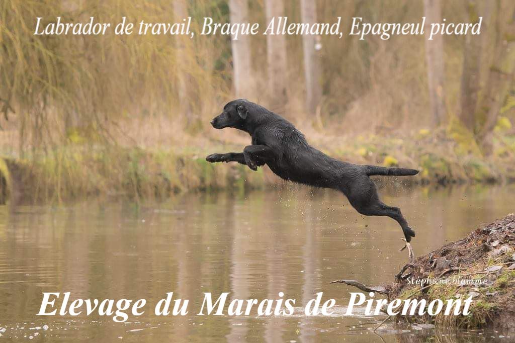 Du Marais De Piremont - photo de couverture