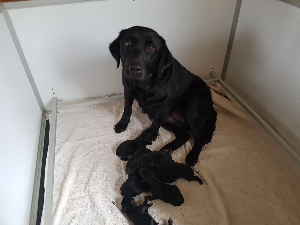 Du Marais De Piremont - naissance de chiots