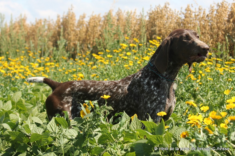 TR. Heidi de la porte de  becray