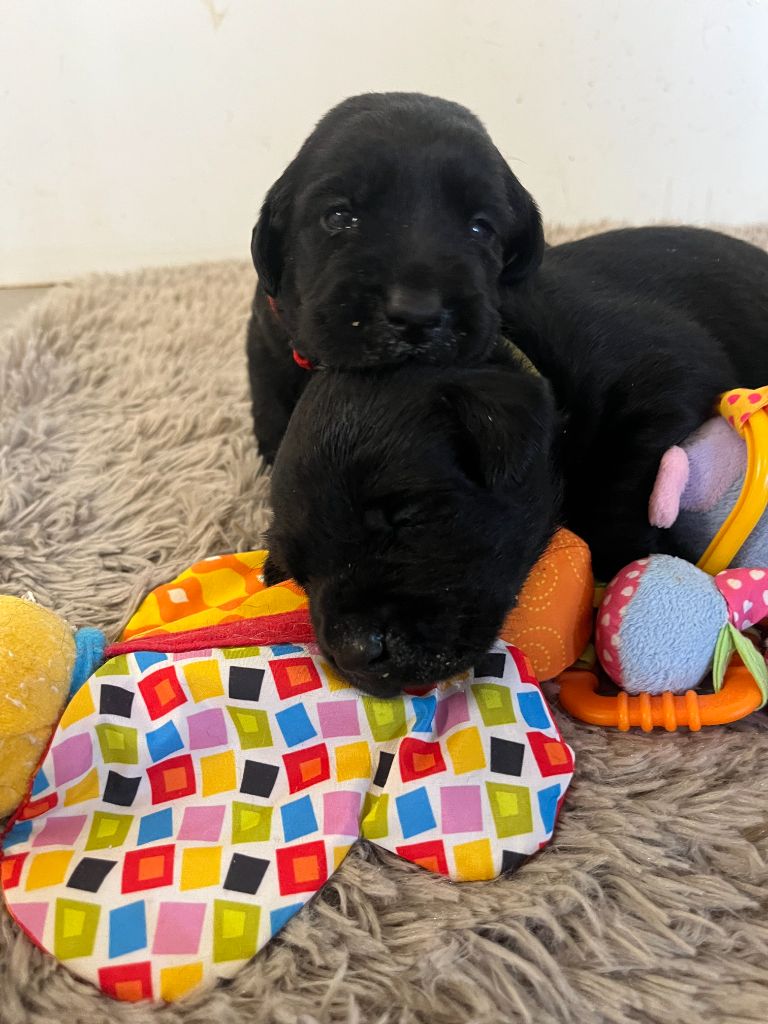 CHIOT LABRADOR 