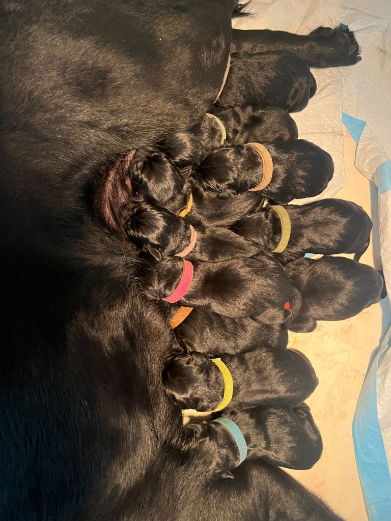 CHIOT LABRADOR 