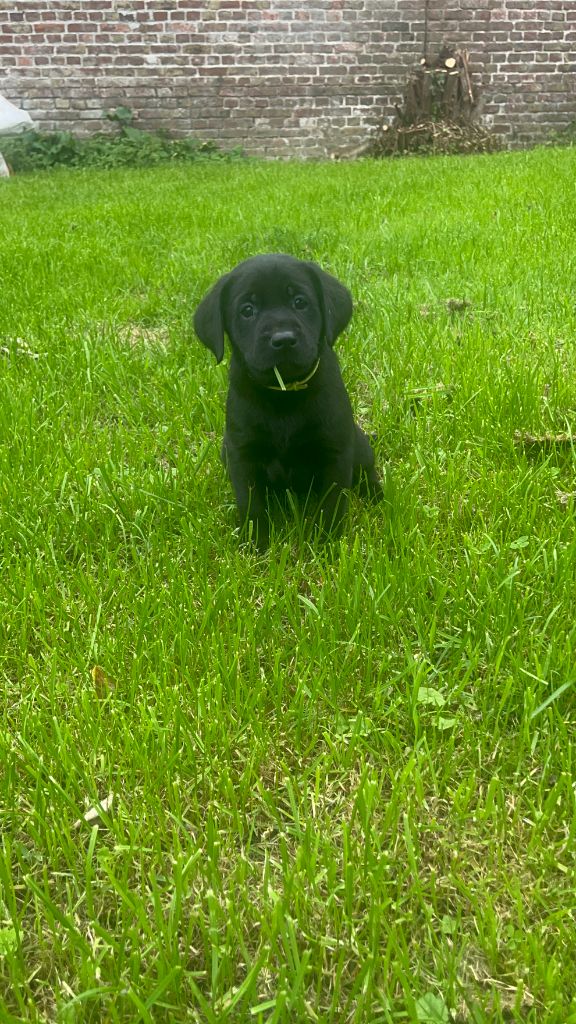 CHIOT LABRADOR 