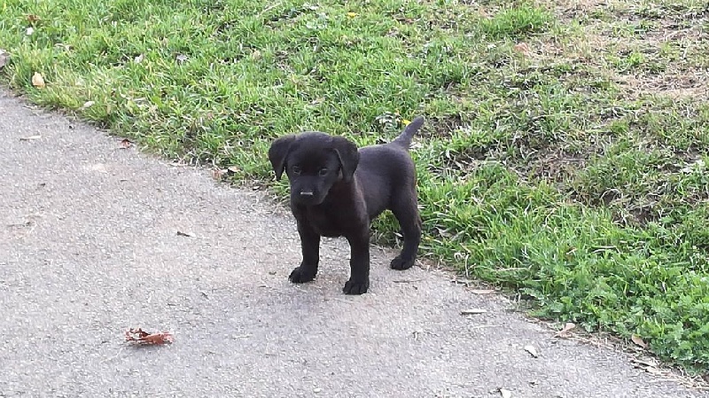 Chiots Jipsy et Braveur Dreamer