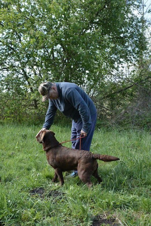 Chiots Festy et Duke