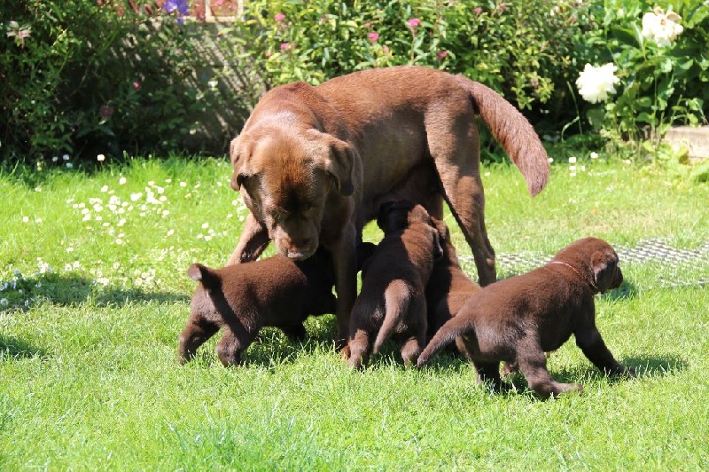 chiots de Duke et de Brooke