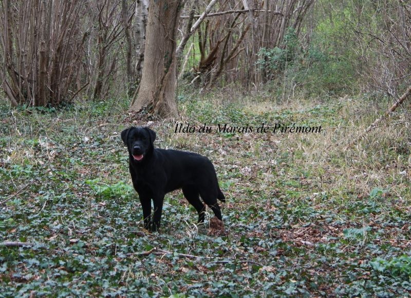 balade dans les bois