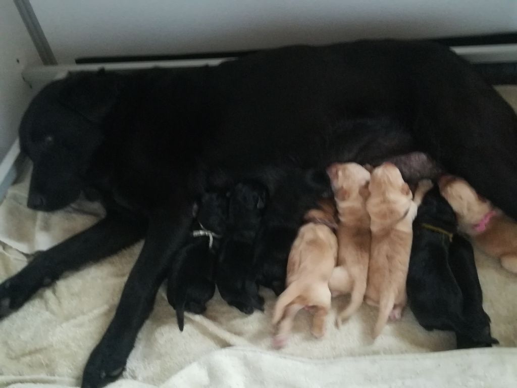 Du Marais De Piremont - Labrador Retriever - Portée née le 20/11/2020