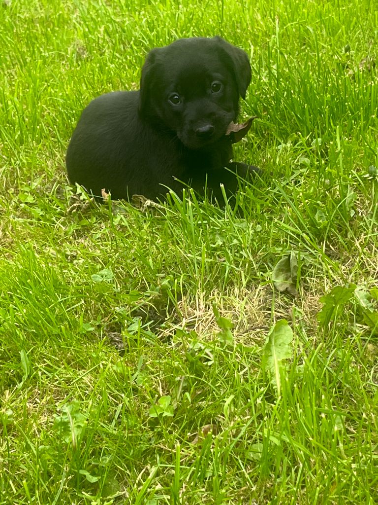 Du Marais De Piremont - Chiots disponibles - Labrador Retriever