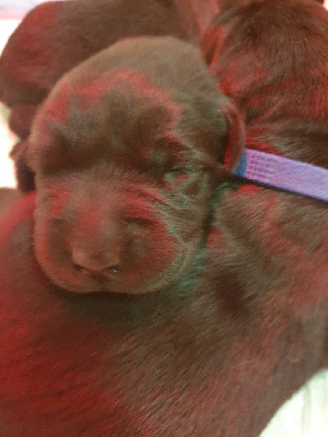 TAZ