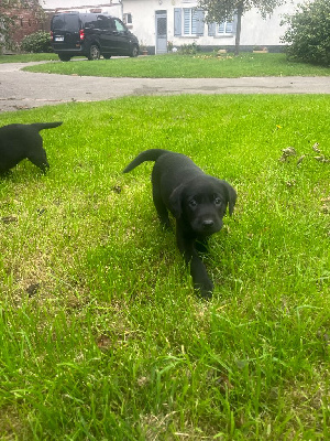 CHIOT 8