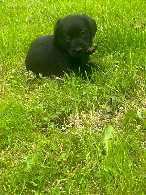 CHIOT 11