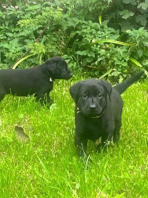CHIOT 9